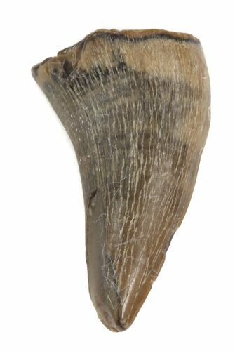 Plesiosaur Tooth - North Sulfur River, Texas #42468